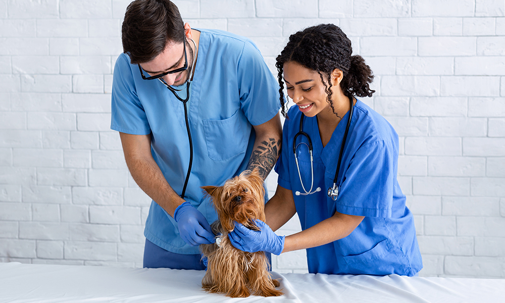 optimizing-your-right-hand-training-for-veterinary-assistants